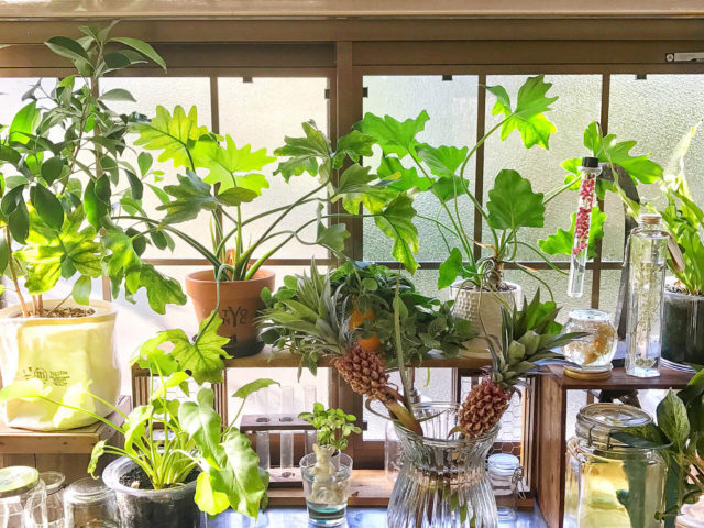 Foliage plant