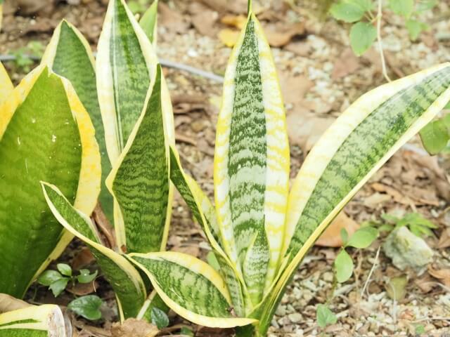 sansevieria